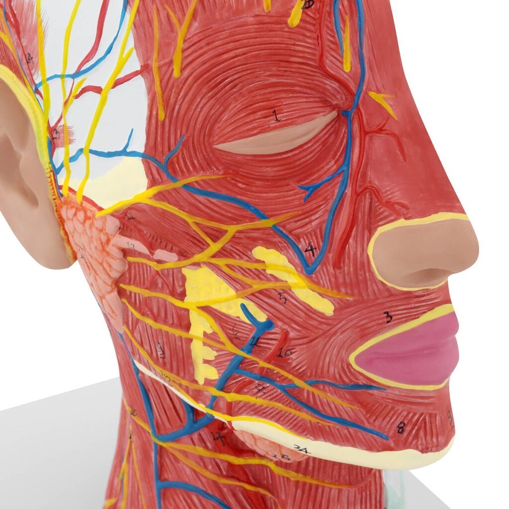 Inimese pea ja kaela 3D-anatoomiline mudel, mõõtkavas 1:1 10118991 цена и информация | Arendavad mänguasjad | kaup24.ee