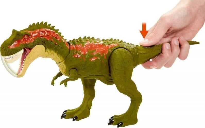 Dinosaurus Jurassic World Massive Biters Albertosaurus GVG67 цена и информация | Poiste mänguasjad | kaup24.ee