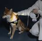 LED automaatrihm koertele koos eemaldatava kottide salvega hind ja info | Koerte jalutusrihmad | kaup24.ee
