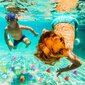 Akone basseini mänguasjad, ehted, 62 tk hind ja info | Mänguasjad (vesi, rand ja liiv) | kaup24.ee