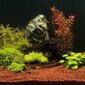 Akvaariumi substraat taimedele JBL Manado, 5l цена и информация | Akvaariumi taimed ja dekoratsioonid | kaup24.ee