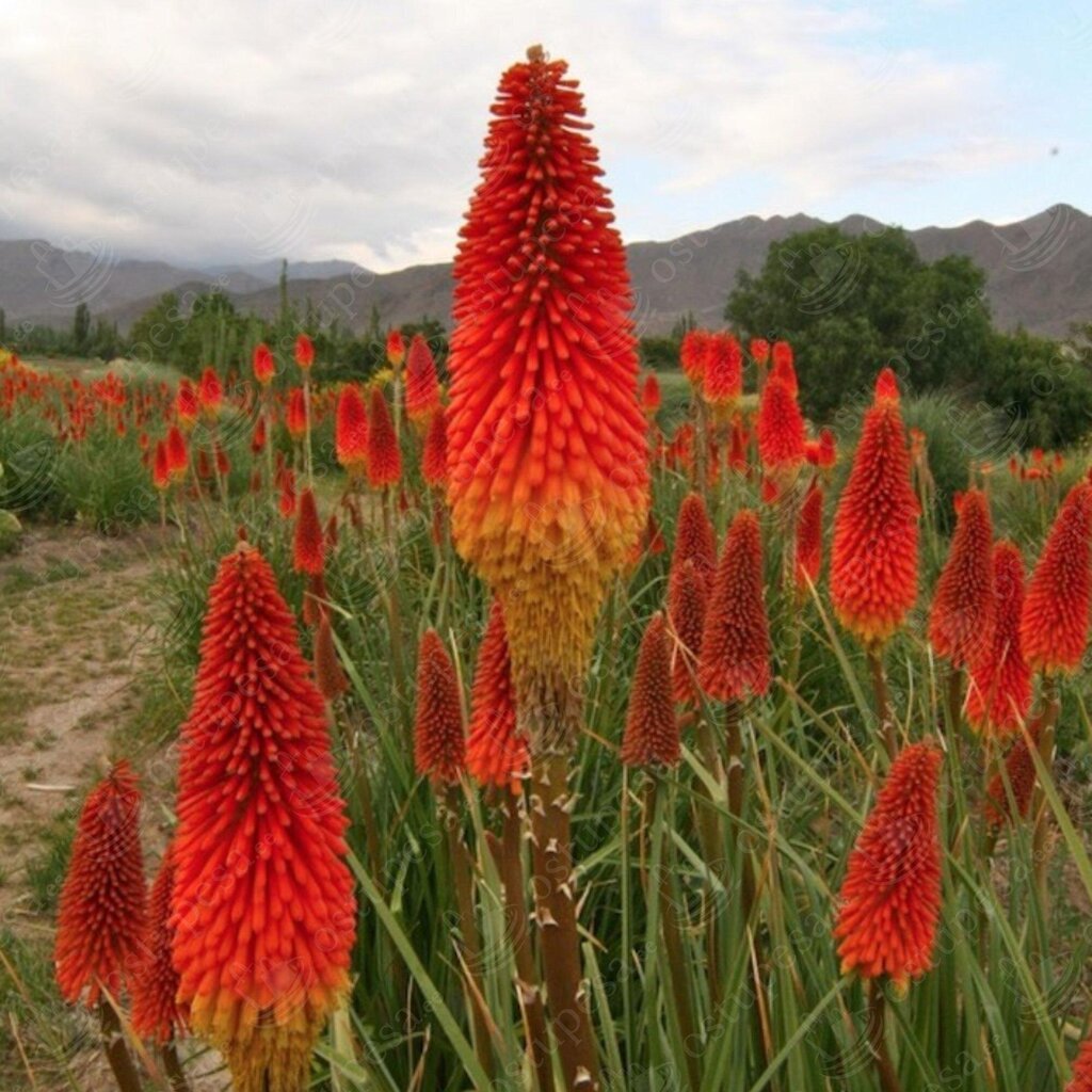 Kniphofia ehk tõrvikliilia seemned, 3 pakki komplektis цена и информация | Lilleseemned | kaup24.ee