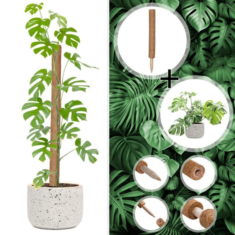 Kookoskiust taimetugi, 120 cm hind ja info | Vaasid, alused, redelid lilledele | kaup24.ee