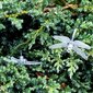 Valguskett aeda Dragonfly, 6,5 m, soe valge цена и информация | Aia- ja õuevalgustid | kaup24.ee