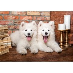 Пазл Castorland Samoyed Puppies Say Hello, 1000 деталей цена и информация | Пазлы | kaup24.ee