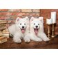 Pusle Castorland Samoyed Puppies Say Hello, 1000 d. hind ja info | Pusled | kaup24.ee