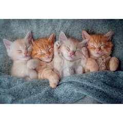 Pusle Castorland The Sweetest Kittens, 1000 o. hind ja info | Pusled | kaup24.ee