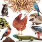 Mersjo kuivatatud valgekärbse vastsed, 6,5 l hind ja info | Eksootiliste loomade toit | kaup24.ee