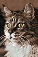Teemantmosaiik Cat at Home WD212, 20х30 cm цена и информация | Алмазная мозаика | kaup24.ee
