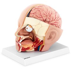 3D анатомическая модель головы и головного мозга человека, масштаб 1:1 цена и информация | Развивающие игрушки | kaup24.ee