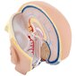 Inimese pea ja aju 3D anatoomiline mudel Physa hind ja info | Arendavad mänguasjad | kaup24.ee