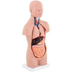 Inimese torso 3D anatoomiline mudel eemaldatavate organitega цена и информация | Развивающие игрушки | kaup24.ee