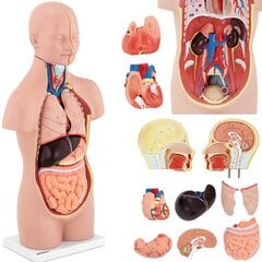 Inimese torso 3D anatoomiline mudel eemaldatavate organitega цена и информация | Развивающие игрушки | kaup24.ee