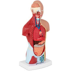 3D анатомическая модель туловища человека цена и информация | Развивающие игрушки | kaup24.ee