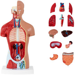 Inimese torso 3D-anatoomiline mudel hind ja info | Arendavad mänguasjad | kaup24.ee