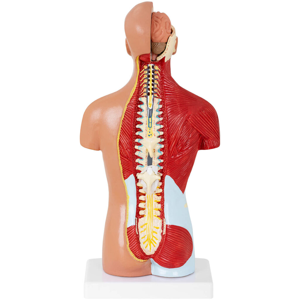 Inimese torso 3D-anatoomiline mudel цена и информация | Arendavad mänguasjad | kaup24.ee