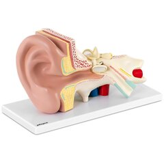 3D анатомическая модель уха человека со съемными элементами, масштаб 3:1 цена и информация | Развивающие игрушки | kaup24.ee