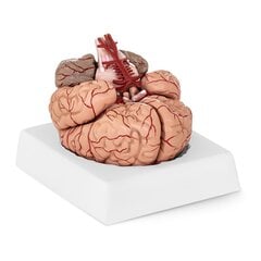 Анатомическая модель головного мозга человека, 9 элементов, масштаб 1:1. цена и информация | Развивающие игрушки | kaup24.ee