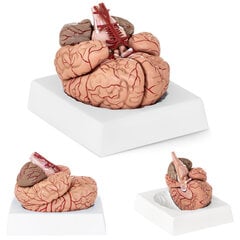 Inimese aju anatoomiline mudel, 9 elementi цена и информация | Развивающие игрушки | kaup24.ee