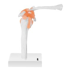Анатомическая модель плечевого сустава в масштабе 1:1. цена и информация | Развивающие игрушки | kaup24.ee