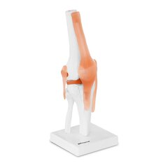Анатомическая модель коленного сустава в масштабе 1:1. цена и информация | Развивающие игрушки | kaup24.ee