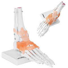 Hüppeliigese anatoomiline mudel sidemetega Physa hind ja info | Arendavad mänguasjad | kaup24.ee