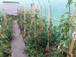садовая теплица - aurea, 2х2м цена и информация | Теплицы | kaup24.ee