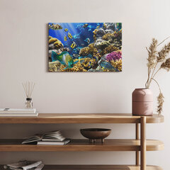 Seinapilt Foto kaladest korallrifil hind ja info | Seinapildid | kaup24.ee