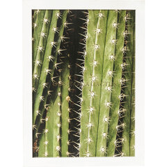 Seinapilt "Cactus", 45x33cm hind ja info | Seinapildid | kaup24.ee