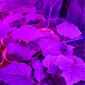 225 LED lamp taimede kasvatamiseks, 36 W цена и информация | Nutipotid ja taimelambid | kaup24.ee