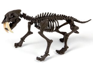 Loominguline komplekt Tiigri skelett Smilodon Clementoni hind ja info | Arendavad mänguasjad | kaup24.ee