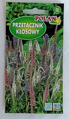 Вероника колосистая Polan цена и информация | Зайцехвост яйцевидный | kaup24.ee