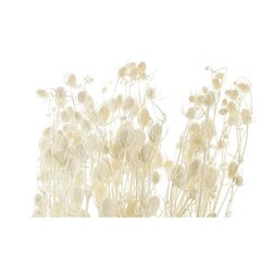 Lillekimp DKD Home Decor Kuiv Kreemikas Kuivatatud lill (15 x 15 x 65 cm) hind ja info | Kunstlilled | kaup24.ee