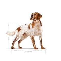 Royal Canin Adult Medium BF kodulinnulihaga keskmistest tõugudest täiskasvanud koertele, 15 kg hind ja info | Kuivtoit koertele | kaup24.ee