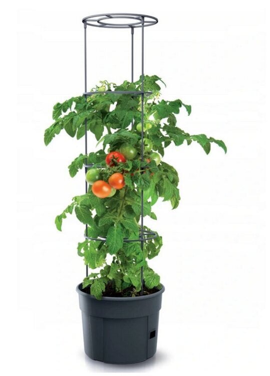 Minikasvuhoone tomatitele Prosperplast, 38,5x51 cm hind ja info | Kasvuhooned | kaup24.ee