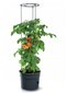 Minikasvuhoone tomatitele Prosperplast, 38,5x51 cm hind ja info | Kasvuhooned | kaup24.ee