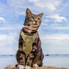 Тактические кошачьи лакомства цена и информация | Поводки и ошейники для кошек | kaup24.ee