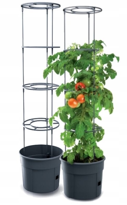 Potikomplekt Prosperplast Tomat Grower, 6 tk, 29,5 x 115,2 cm hind ja info | Dekoratiivsed lillepotid | kaup24.ee