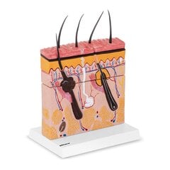 Inimese naha ristlõike anatoomiline mudel 10095381 цена и информация | Другие оригинальные подарки | kaup24.ee