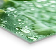 Klaasist seinaplaat pliidile, Aloe Aloe Vera taim, 100x50cm цена и информация | Комплектующие для кухонной мебели | kaup24.ee