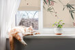 Sisemine ruloo, mis laseb valgust läbi, Kirsiõis ja lind, 110x140 cm hind ja info | Rulood | kaup24.ee