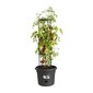 Taimepott Elho Basics Tomato Must (Ø 33 cm) hind ja info | Dekoratiivsed lillepotid | kaup24.ee