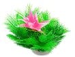 Foolium taim 10cm 1f12 Happet hind ja info | Akvaariumi taimed ja dekoratsioonid | kaup24.ee