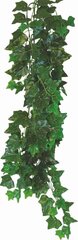 Hedera Helix Happet 50cm terraariumitaim hind ja info | Akvaariumi taimed ja dekoratsioonid | kaup24.ee