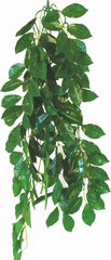 Ficus Happet 70cm terraariumitaim hind ja info | Akvaariumi taimed ja dekoratsioonid | kaup24.ee