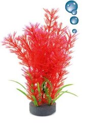 Happet foolium taim 0F16 mix punane hind ja info | Akvaariumi taimed ja dekoratsioonid | kaup24.ee