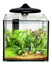 Aquarium Clear Cube CC30 KOMPLEKT 32L, läbipaistev hind ja info | Akvaariumid ja seadmed | kaup24.ee