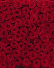 Фотообои Roses цена и информация | Фотообои | kaup24.ee