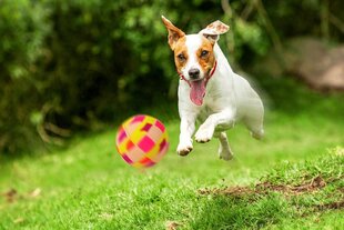 Happet figuur pall 57mm segavärvi hind ja info | Mänguasjad koertele | kaup24.ee