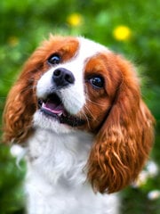 Teemantvärvimiskomplekt WIZARDI "Lovely spaniel" 30*40 WD3055 hind ja info | Teemantmaalid, teemanttikandid | kaup24.ee